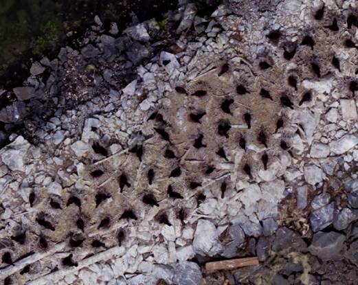 A picture containing outdoor, fungus, stone

Description automatically generated